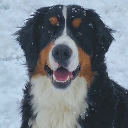 Bernedoodles from Wilderness Point Doodles