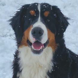 Bernedoodles from Wilderness Point Doodles