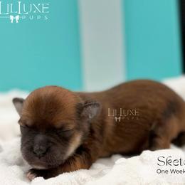 Sketch - Gold male Morkie puppy in Scottsdale, Arizona from Lil Luxe Pups