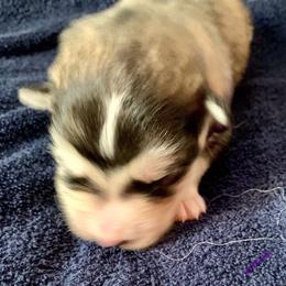 Tyson - Gray and white male Alaskan Malamute puppy in Palmyra, Michigan from Illusion Kennel