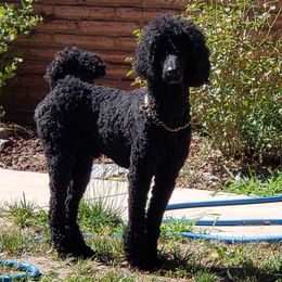 Mr. T - Poodle