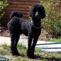 Mr. T - Poodle