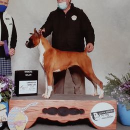 Kandy - Boxer