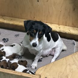 Pickles - Russell Terrier