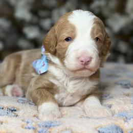 Blue-niko bear - Red male Bernedoodle puppy in Yuciapa, California from AlltheDoodlez_