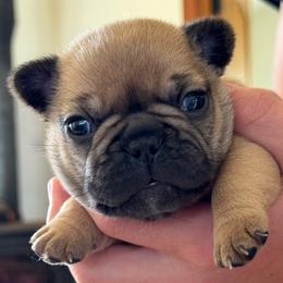 Berry - Fawn male French Bulldog puppy in Redway, California from Lost Coast French Bulldogs