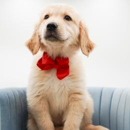Bobby - Golden male Golden Retriever puppy in Elmwood Park, Illinois from Goldens&MiniAussiesWithFinesse