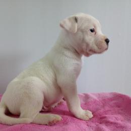 Puppy 3 Brown - White and brindle male American Bulldog puppy in Kingsport, Tennessee from Iron Will American Bulldogs