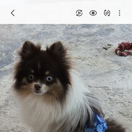 Ryker - Pomeranian