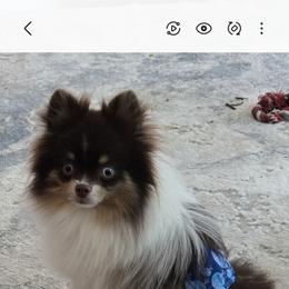 Ryker - Pomeranian
