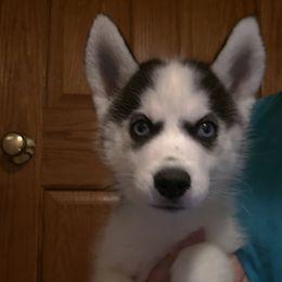 Kira - Black and white female Siberian Husky puppy in Brunswick, Ohio from Blue Star Siberians