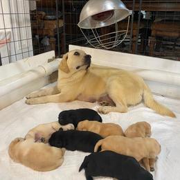 Black boy - Black male Labrador Retriever puppy in Maynardville, Tennessee from Three Bears Labradors