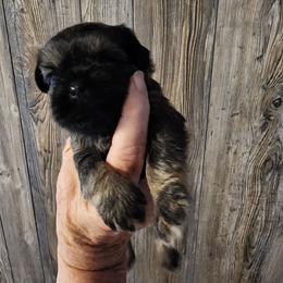 Jake - Belge male Brussels Griffon puppy in Nc, Florida from Brusseluv2