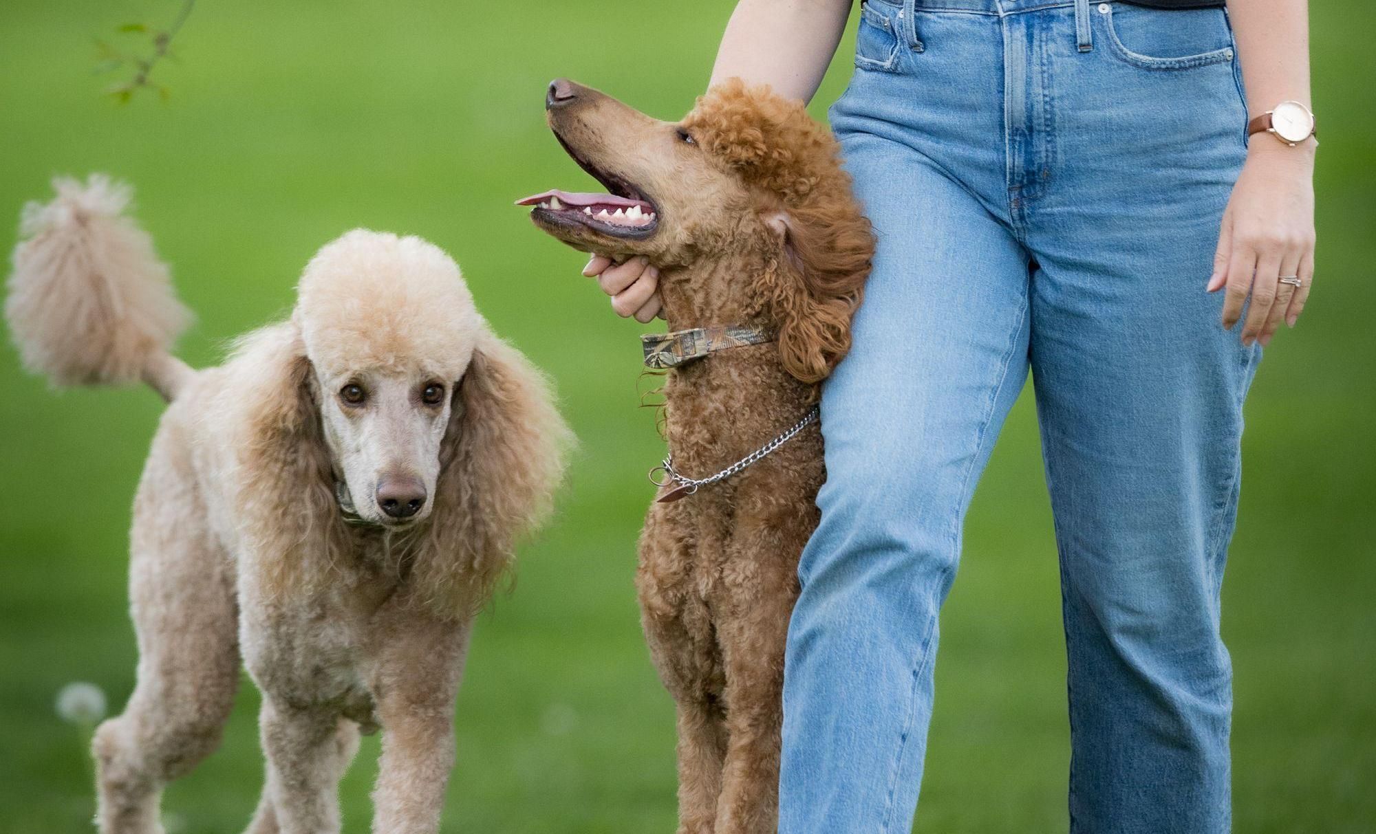 Um Poodle recebe carinho de seu dono enquanto outro Poodle caminha em direção a eles ao fundo.