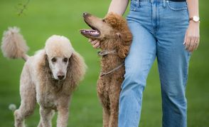 A Poodle gets pets from its owner while another poodle is walking toward them in the background.