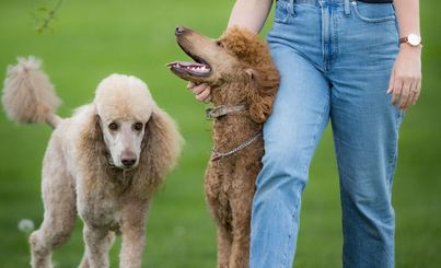 A Poodle gets pets from its owner while another poodle is walking toward them in the background.