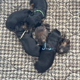 Dachshund and Golden Retriever Puppies from Golden Badger Kennels