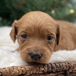 Mabel - Red  female Goldendoodle puppy in Kansas City, Kansas from Bella & Ivy’s Mini Goldendoodles of KC