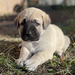 Sun Girl - Fawn female Anatolian Shepherd Dog puppy in Kalispell, Montana from Wild Rooster Family Farm (AKC Anatolians OFA Hips Tested)