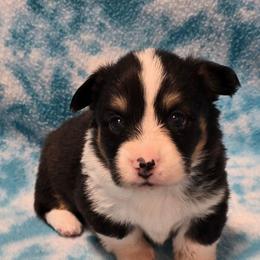 VERONICA fluffy tail docked - Black and tan female American Corgi puppy in Walker, Iowa from Double K Corgis