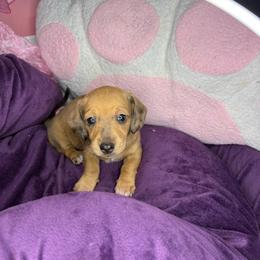 Ember - Dapple female Dachshund puppy in Richwood, West Virginia from Wild and Wonderful Wieners