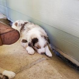 Australian Shepherd Puppies from Farmstead Aussies