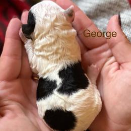 George - Phantom male Poodle puppy in Ardmore, Oklahoma from The Poodles of Green Acres