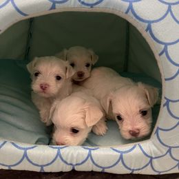 Maltese Puppies from Princess’s Maltese Palace