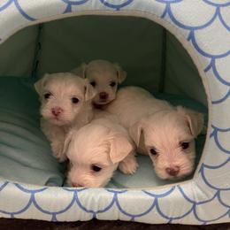 Maltese Puppies from Princess’s Maltese Palace