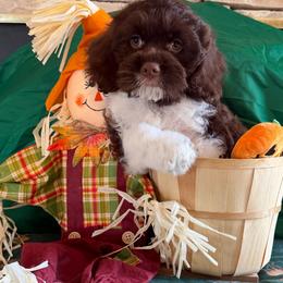 Patron - Brown and white male Cockapoo puppy in Holton, Indiana from MoonShine Babies / OZ