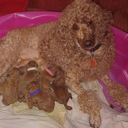 Female medium poodle with champion and foreign ancestry - Red  female Poodle puppy in Licking, Missouri from Majestic Embrace Poodles