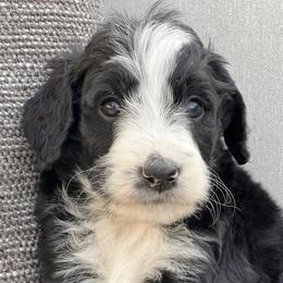 Bernedoodles and Goldendoodles from Sunburst Doodles