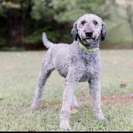 Ranger - Whoodle