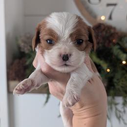 Max - Blenheim male Cavalier King Charles Spaniel puppy in Stevens, Pennsylvania from Jodi's Cavalier King Charles Spaniels and Cavapoos