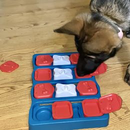 German Shepherd Puppies from Von Overen German Shepherds