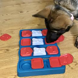 German Shepherd Puppies from Von Overen German Shepherds