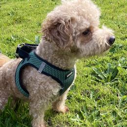 Goldendoodles from Denahills