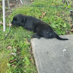Lazar Wolf - Black male Flat-Coated Retriever puppy in Stillwater, Minnesota from Whirlwind Flat-Coated Retrievers