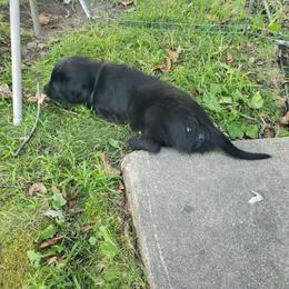 Lazar Wolf - Black male Flat-Coated Retriever puppy in Stillwater, Minnesota from Whirlwind Flat-Coated Retrievers