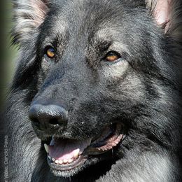 Shiloh Shepherds from Stardust Shilohs