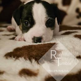 Boy 1 - Tri-color male Russell Terrier puppy in Harvel, Illinois from Ruff and Tumble Russell Terriers