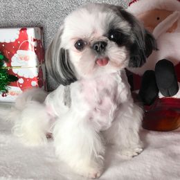 Ozzy - Shih Tzu