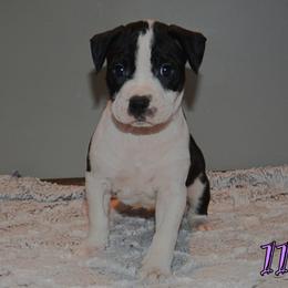 11 - female Alapaha Blue Blood Bulldog puppy in Walbridge, Ohio from United Alapaha Bulldogs