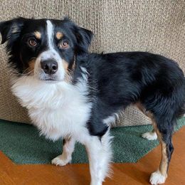 Miniature Australian Shepherds from Z’s Mini Aussies