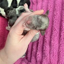 Blue dapple piebald - Dapple female Dachshund puppy in Umatilla County, Oregon from Divine Dogs