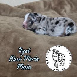 Itzel - Blue merle male Miniature Australian Shepherd puppy in Jaroso, Colorado from Heaven Sent Aussies