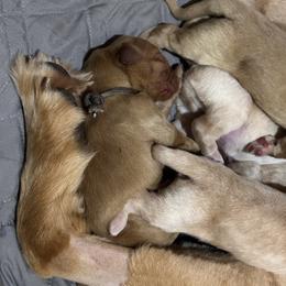 Golden Retriever Puppies from St. Paul Goldens
