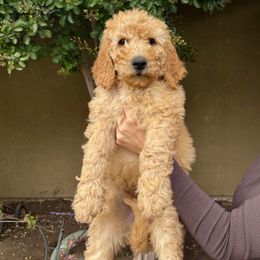 Blue Collar Boy - Cream male Goldendoodle puppy in Escalon, California from Silveira’s Golden Doodles