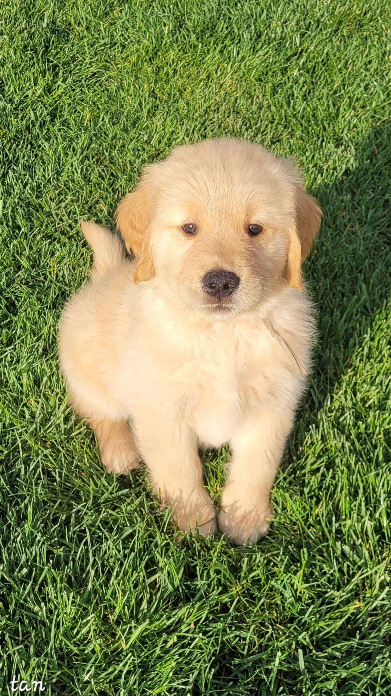 Golden Retriever Puppies from Middlecreek Goldens