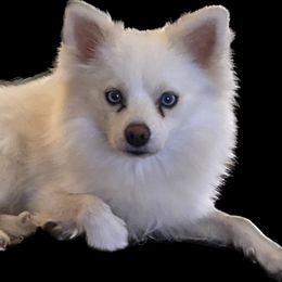 Dutch - Pomsky